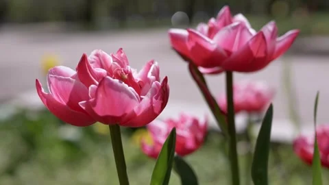 Finger Gently Touching Pink Ruffled Tulip Flower in Sunny Spring Garden Stock Footage 339072102
