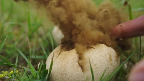 Finger Hits Cracked Animal Eggshell On The Grass Bursting Dirt Inside. Stock Footage 163398778