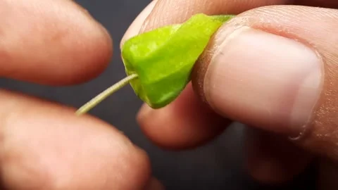 Finger holding a young Physalis fruit (Ciplukan), macro video Stock Footage 310464401