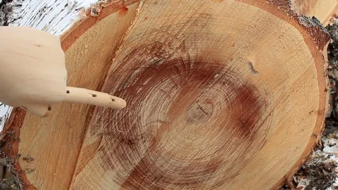 The finger indicating a tree Stock Footage