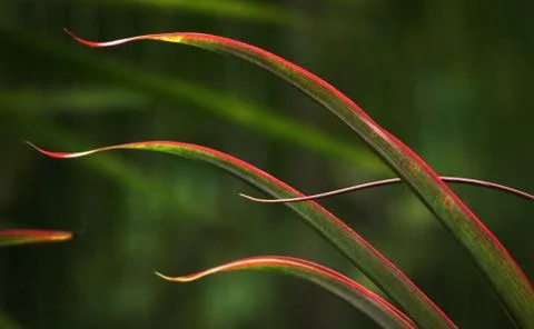 Finger leaves Stock Photos