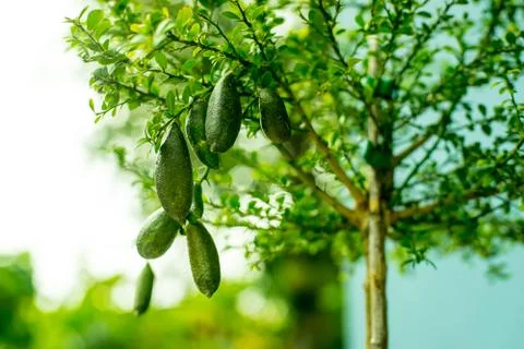 Finger lime on tree with bokeh Stock Photos