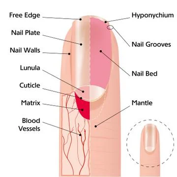 Finger nail structure Stock-Illustration