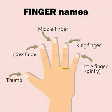 Finger names Stock Illustration