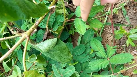Finger Placing Ant on Touch-Me-Not Plant Leaf Closing Shot 库存影片 337033188