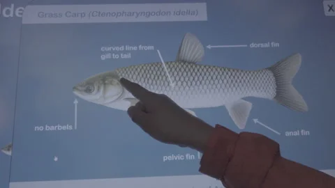 Finger Pointing at Grass Carp Information and Education Board Stock Footage 149511837