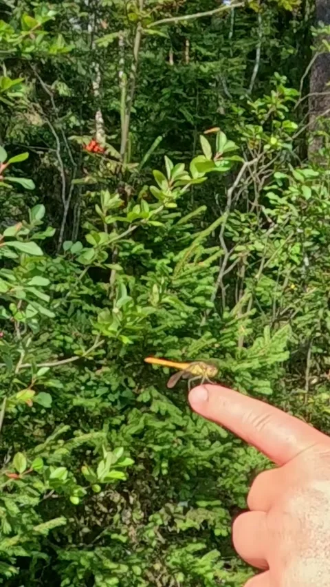 Finger pointing at orange dragonfly fluttering on green bush Stock Footage 324628084