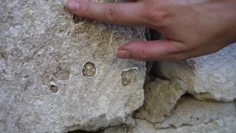 Finger Pointing to Shell Fragment in Limestone Building Block Close Up Vídeos de archivo 345979574