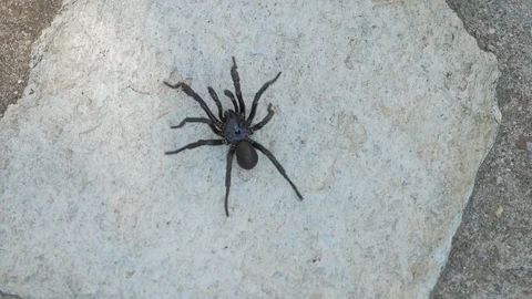 Finger pointing to tarantula showing explaining description of species Stock Footage 103636784