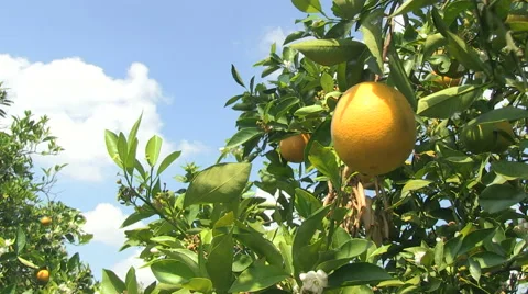 Finger points at healthy orange Stock Footage 48557344