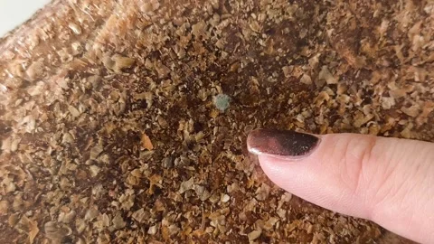 A finger points to mold on the bread in the package. Growth of bacteria, fungus Stock-Footage 330040163