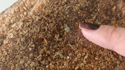 A finger points to mold on the bread in the package. Growth of bacteria, fungus Vidéo 330040173