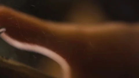 Finger pulls the trigger close-up Stock Footage 76509092