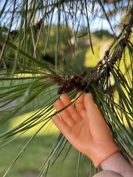 Finger puppet tiny hand touching pine branch Stock Photos
