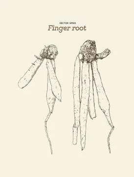 Finger root or krachai ,hand draw sketch vecotr. Stock Illustration