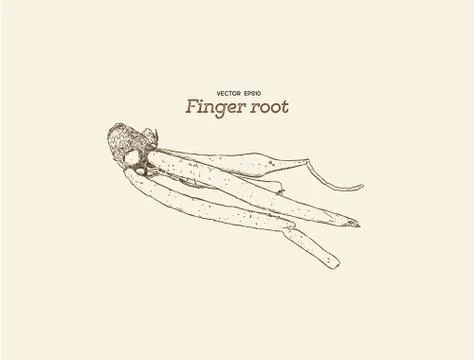 Finger root or krachai ,hand draw sketch vecotr. Stock Illustration