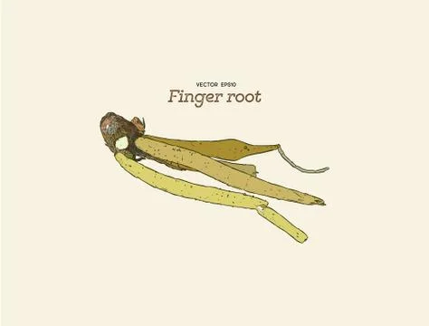 Finger root or krachai ,hand draw sketch vecotr. Stock Illustration