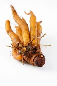Finger root Stock Photos