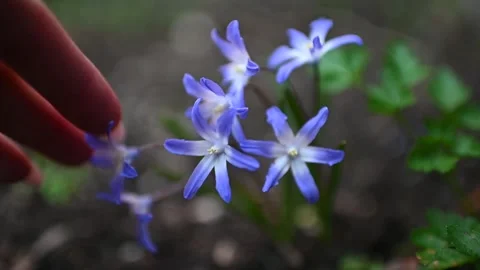 Finger run along blue spring primroses Stock Footage 269525118
