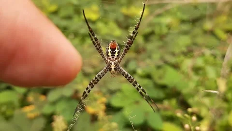 Finger &amp; Spider Video stock 237754797