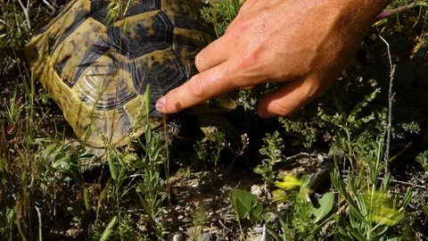 A finger strokes a common tortoise's head in windy grass Stock Footage 100814033