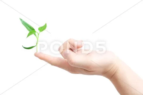 Finger supporting a new plant Stock Photos