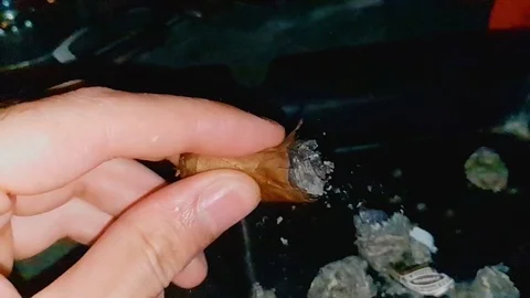 Finger tapping cigar to drop ash in slow motion Stockbeeldmateriaal 114886191