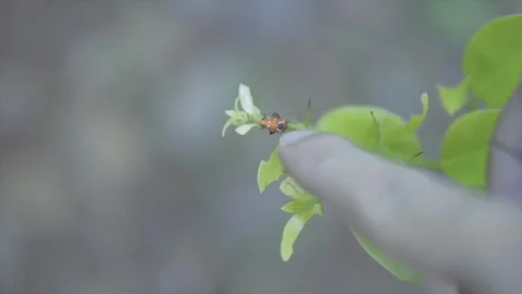 A finger is teasing an insect - Brown cricket with long antenna crawling Stock Footage 252254000