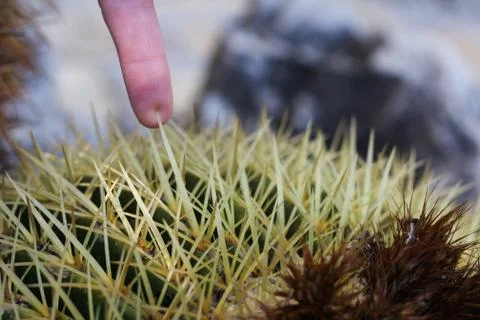 Finger on a thorn from a cactus Stock Photos