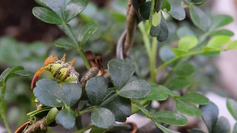 Finger touch caterpillar Stock Footage 90110640