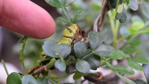 Finger touch caterpillar Stock Footage 90111539