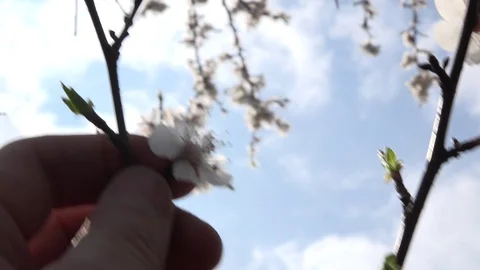 Finger Touching Blossoms Tree with Blue Sky Background. 4K UltraHD, UHD Vídeos de archivo 82678258