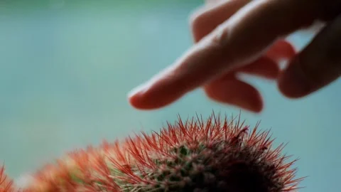 Finger touching cactus Spikes - Human finger interacts with the sharp needles of Stock Footage 313564892