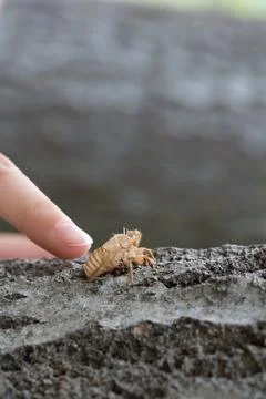 Finger touching cicada shell on tree bark 库存照片