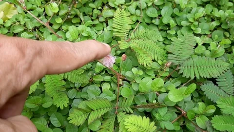 Finger Touching Flower Stock-Footage 237523886