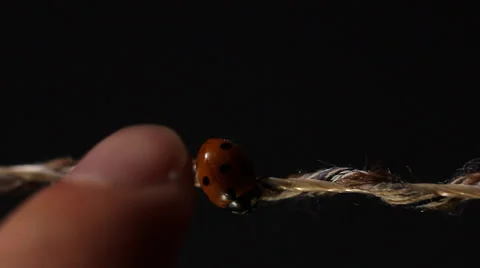 Finger touching ladybug to walk on string in front of black background Video stock 51454581