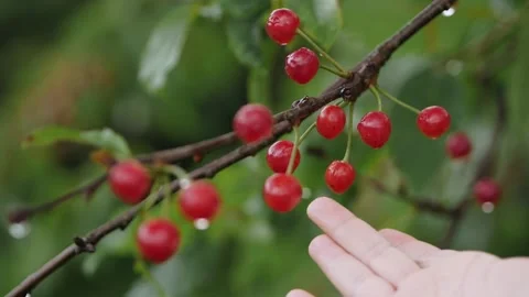 Finger touching water drop on cherry Stock Footage 136049433