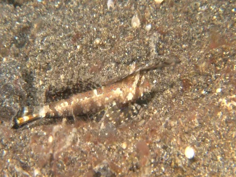 Fingered Dragonet Stock Footage 98670043