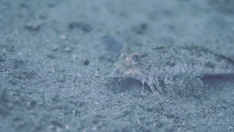 Fingered dragonet observing sandy bottom in transparent sea Video stock 246893502