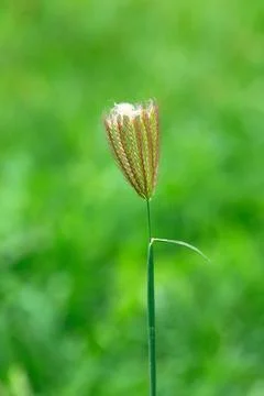 Fingergrass with cotton on top for pattern Stock Photos