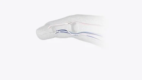 Fingernail Cross Section of Tendons Ilustración de archivo