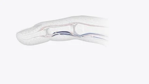 Fingernail Cross Section of Tendons Ilustración de archivo