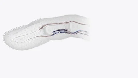 Fingernail Cross Section of Tendons Ilustración de archivo