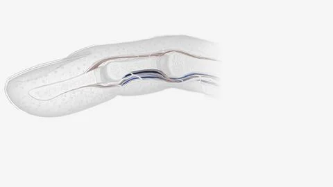 Fingernail Cross Section of Tendons Stock Illustration