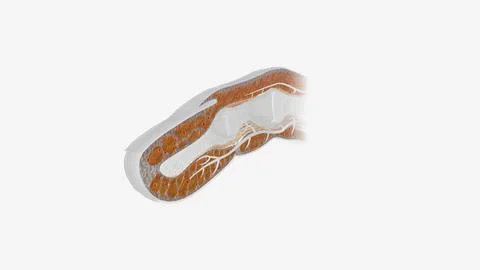 Fingernail Cross Section of Tissue Stockillustratie