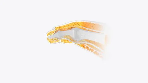 Fingernail Cross Section of Tissue Stockillustratie