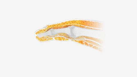 Fingernail Cross Section of Tissue Stock Illustration