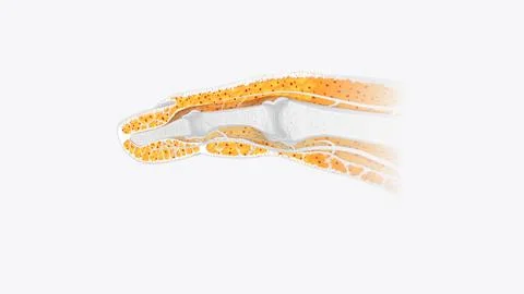 Fingernail Cross Section of Tissue Stockillustratie