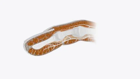 Fingernail Cross Section of Tissue Stockillustratie