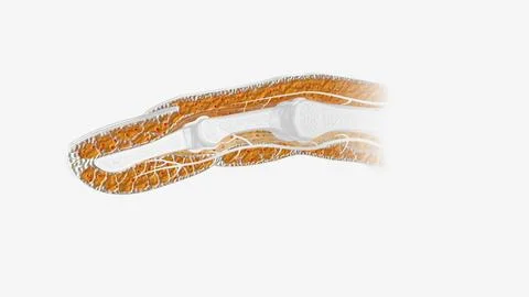 Fingernail Cross Section of Tissue Stockillustratie